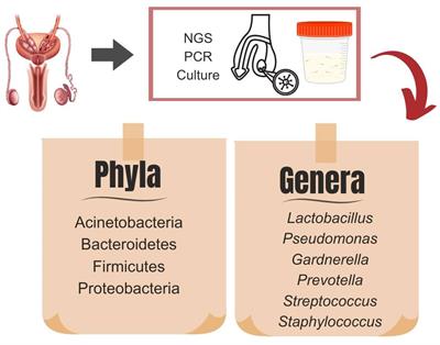 Effect of environmental factors on seminal microbiome and impact on sperm quality